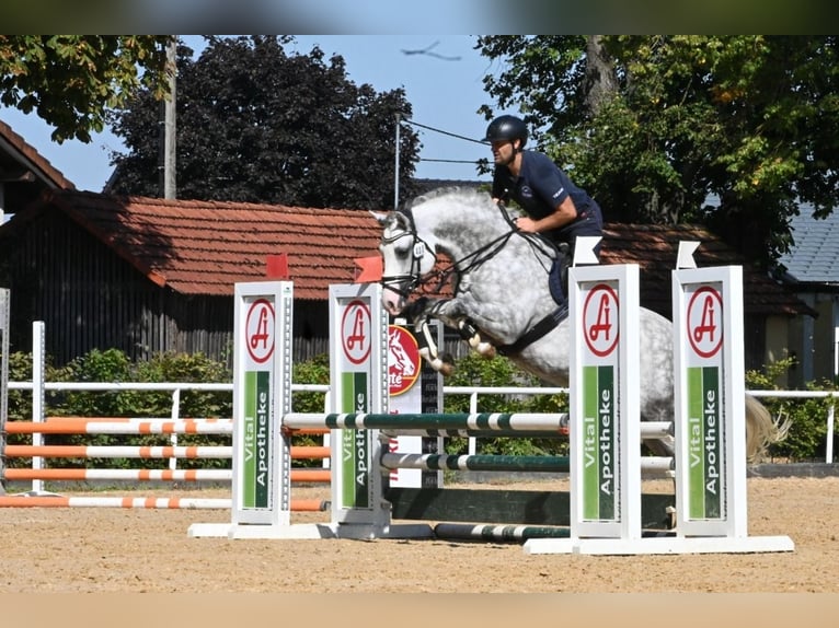 German Riding Pony Stallion Grey in Lippetal