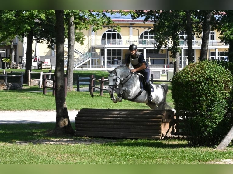 German Riding Pony Stallion Grey in Lippetal