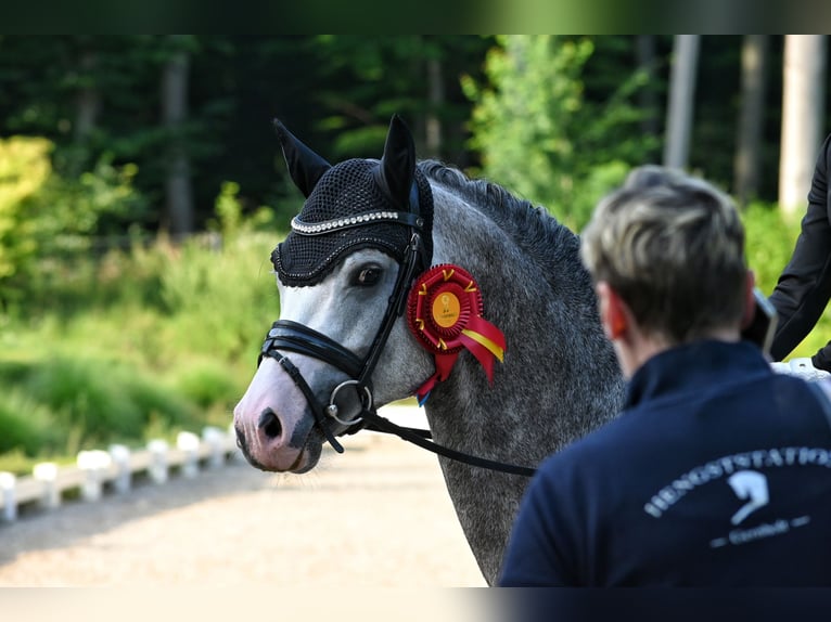 German Riding Pony Stallion Grey in Lippetal