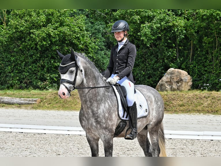 German Riding Pony Stallion Grey in Lippetal