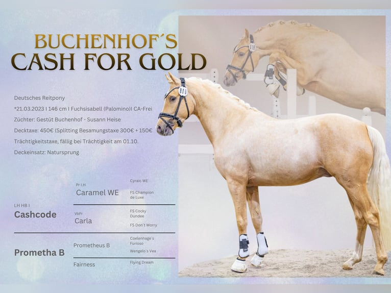German Riding Pony Stallion Palomino in Achim