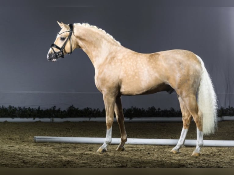 German Riding Pony Stallion Palomino in Bedburg