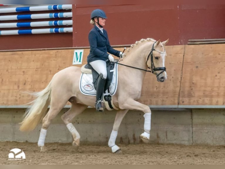 German Riding Pony Stallion Palomino in Marl