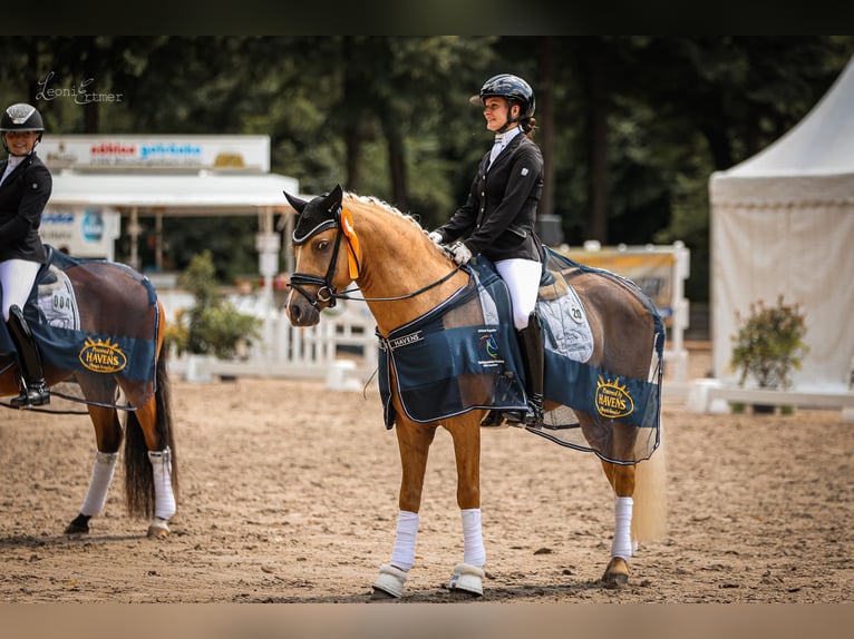 German Riding Pony Stallion Palomino in Bedburg