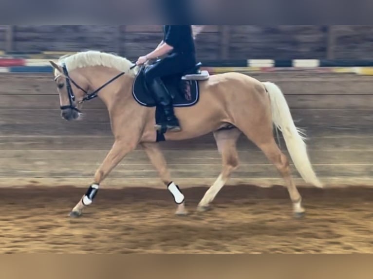 German Riding Pony Stallion Palomino in Lanz