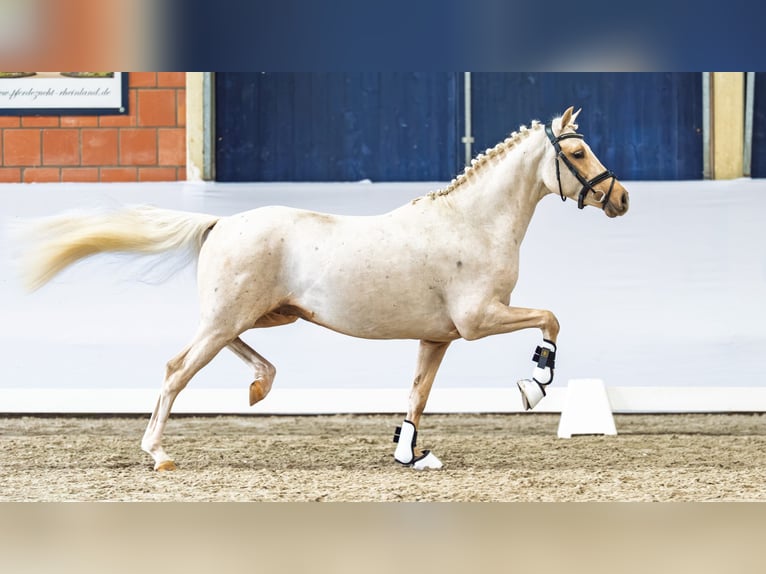 German Riding Pony Stallion Palomino in Coesfeld