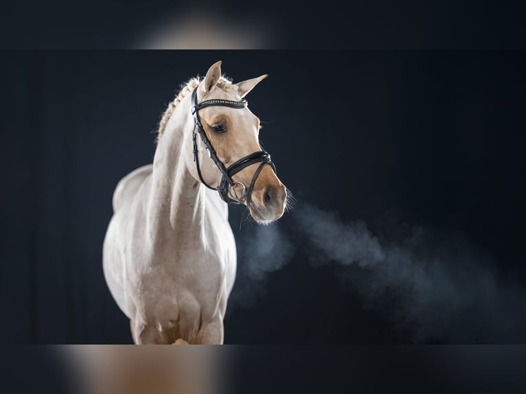 German Riding Pony Stallion Palomino in Coesfeld