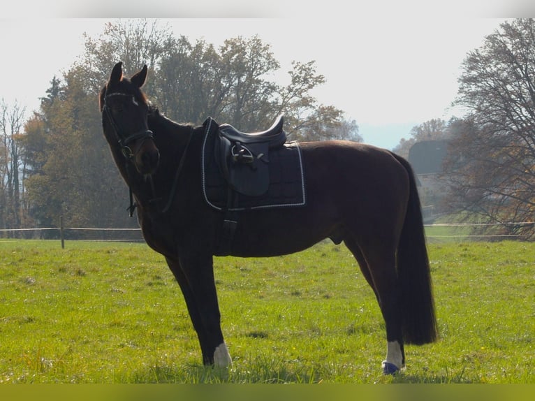German Sport Horse Gelding 10 years 15,2 hh Brown in Hallwang bei Salzburg