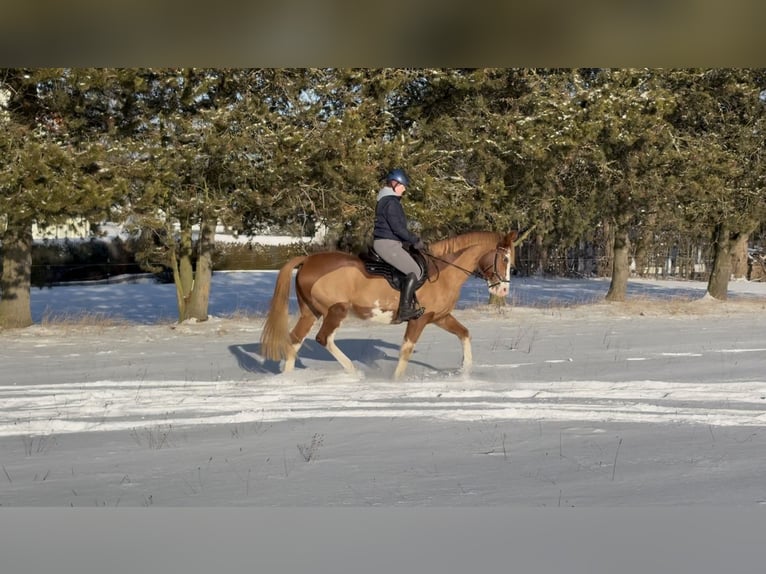German Sport Horse Gelding 10 years 15,2 hh Chestnut-Red in Wilsdruff