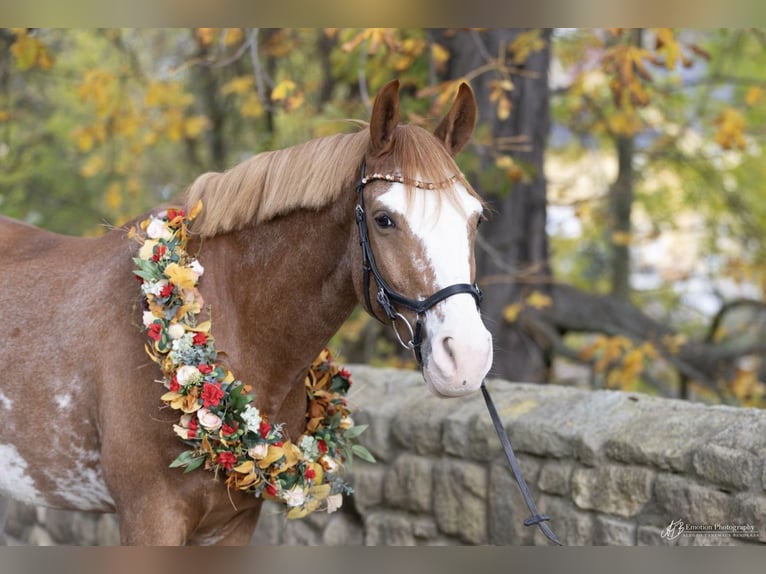German Sport Horse Gelding 10 years 15,2 hh Chestnut-Red in Wilsdruff