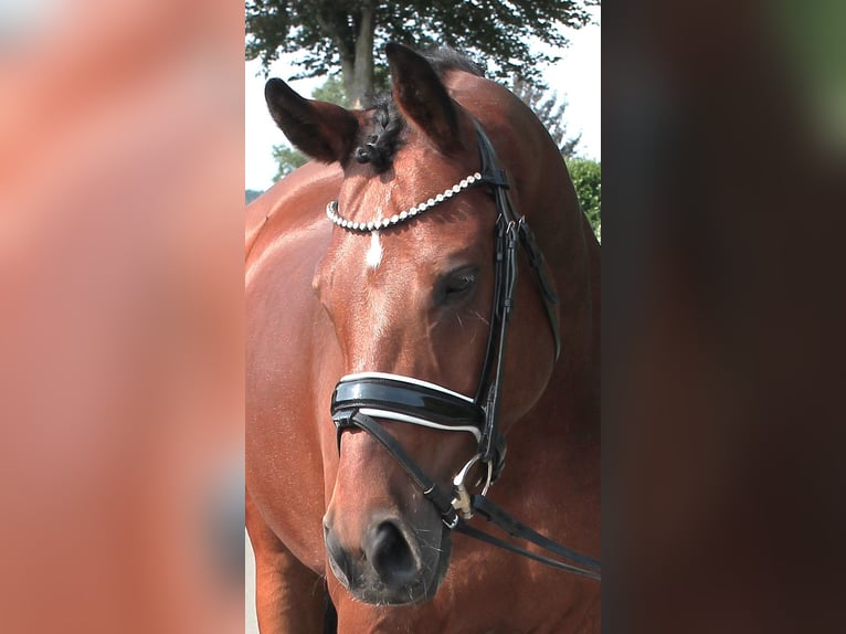 German Sport Horse Gelding 10 years 15,3 hh Brown in Vechta