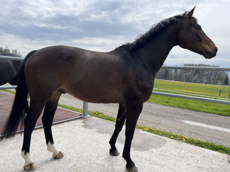 German Sport Horse Gelding 10 years 16,1 hh Bay-Dark in Herrliberg