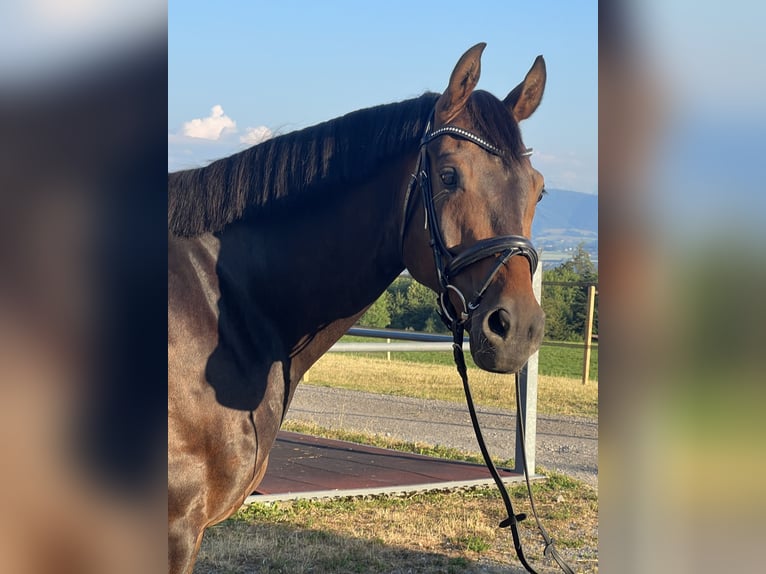 German Sport Horse Gelding 10 years 16,1 hh Bay-Dark in Herrliberg