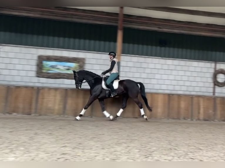 German Sport Horse Gelding 10 years 16.1 hh Black in Oud Gastel