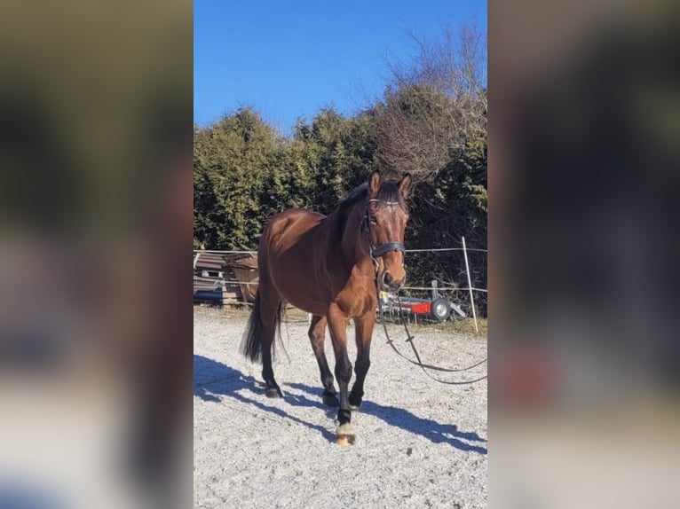 German Sport Horse Gelding 10 years 16,1 hh Brown in Stegaurach