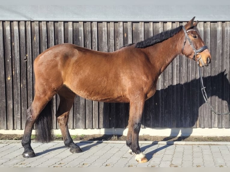 German Sport Horse Gelding 10 years 16,1 hh Brown in Stegaurach