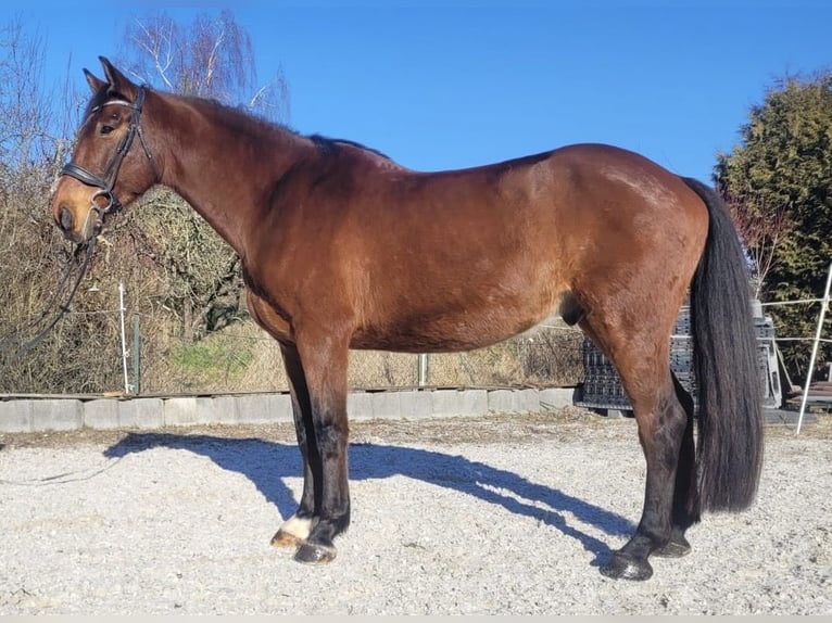 German Sport Horse Gelding 10 years 16,1 hh Brown in Stegaurach