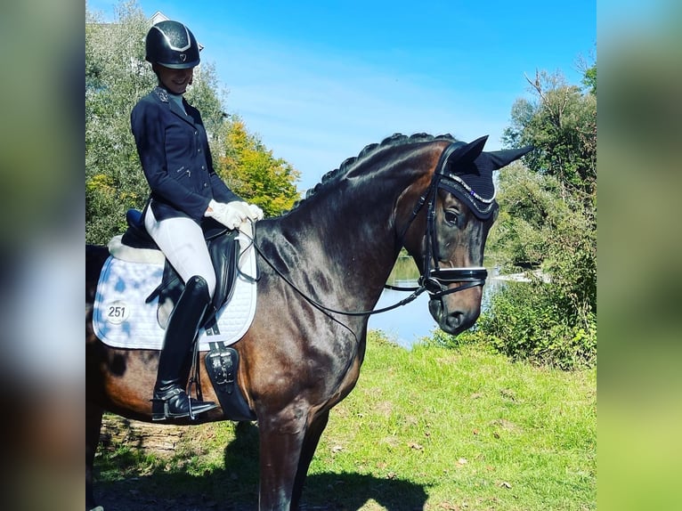 German Sport Horse Gelding 10 years 16,2 hh Bay-Dark in Rimsting