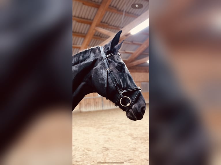 German Sport Horse Gelding 10 years 16,3 hh Black in Wels