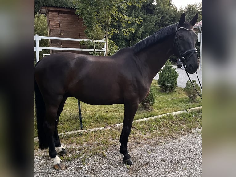 German Sport Horse Gelding 10 years 16,3 hh Black in Wels