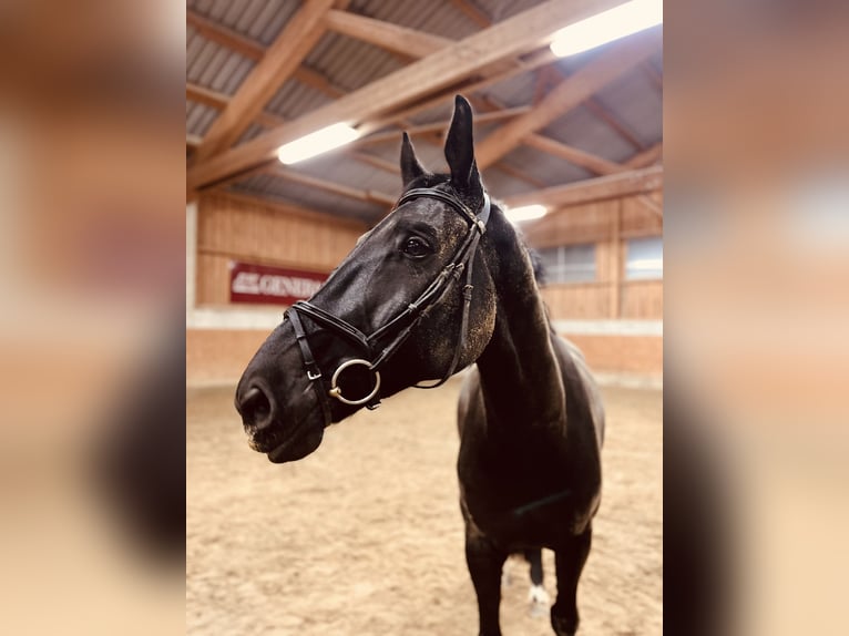 German Sport Horse Gelding 10 years 16,3 hh Black in Wels