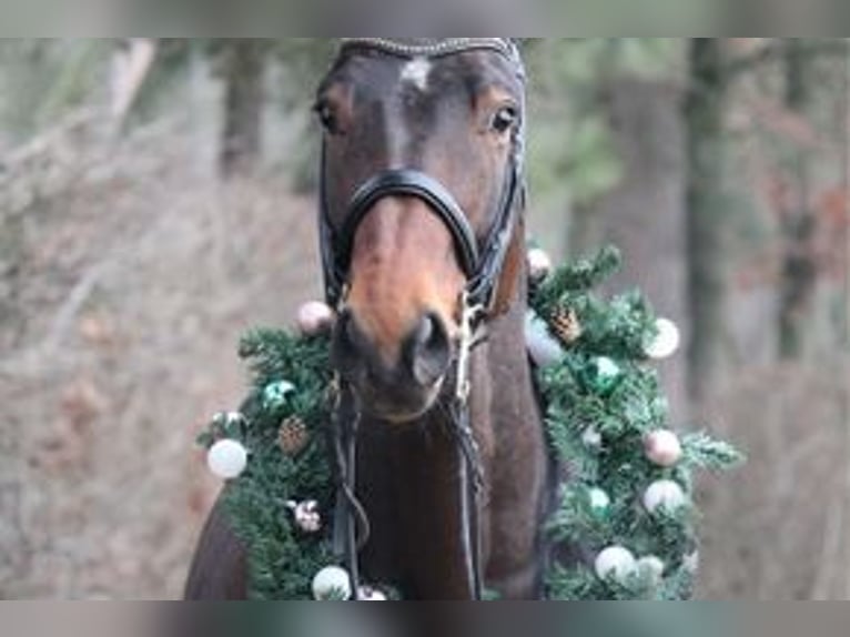 German Sport Horse Gelding 10 years 16,3 hh Brown in Krefeld