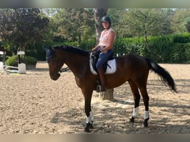 German Sport Horse Gelding 10 years 16,3 hh Brown in Krefeld