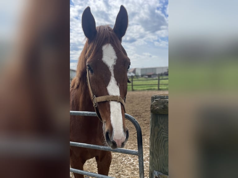 German Sport Horse Gelding 10 years 16,3 hh Chestnut-Red in Uttenweiler