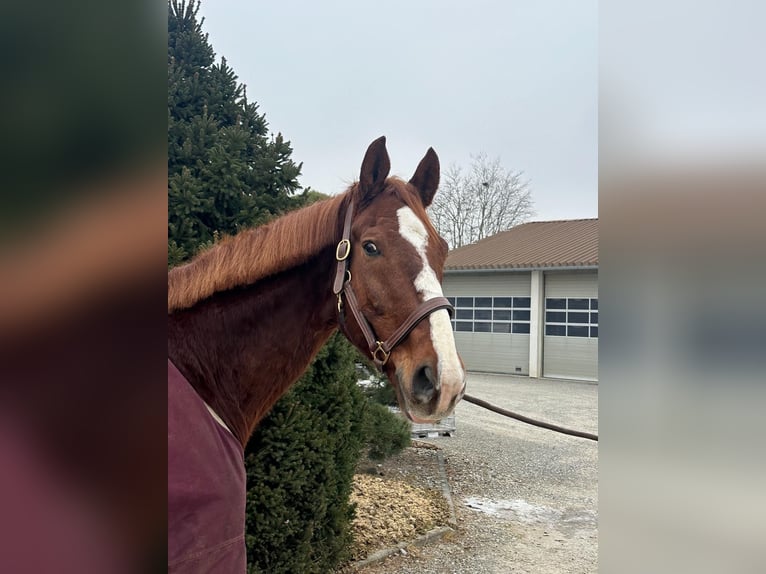 German Sport Horse Gelding 10 years 16,3 hh Chestnut-Red in Uttenweiler