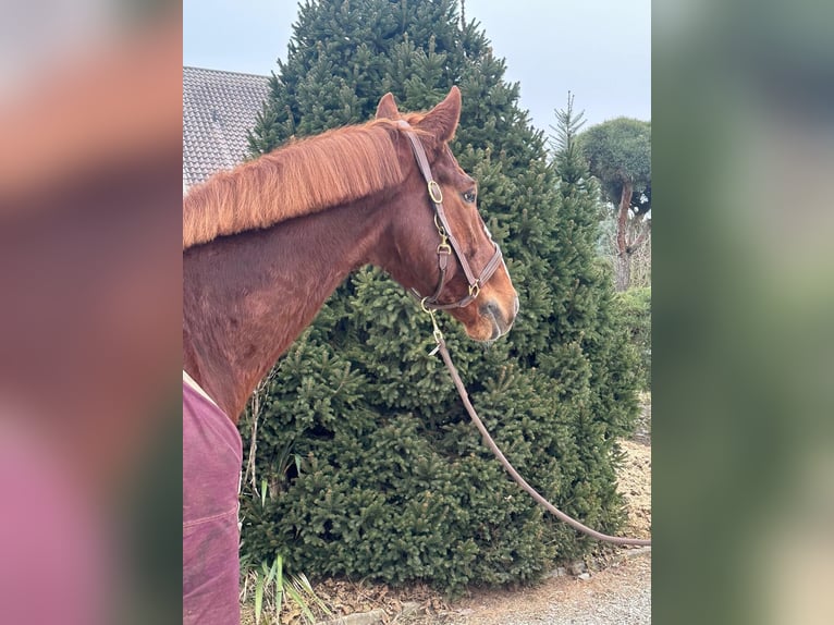 German Sport Horse Gelding 10 years 16,3 hh Chestnut-Red in Uttenweiler