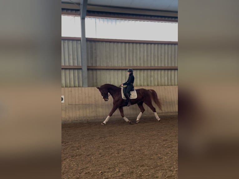German Sport Horse Gelding 10 years 16,3 hh Chestnut-Red in Uttenweiler