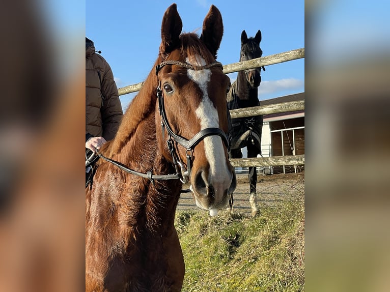 German Sport Horse Gelding 10 years 16,3 hh Chestnut-Red in Uttenweiler