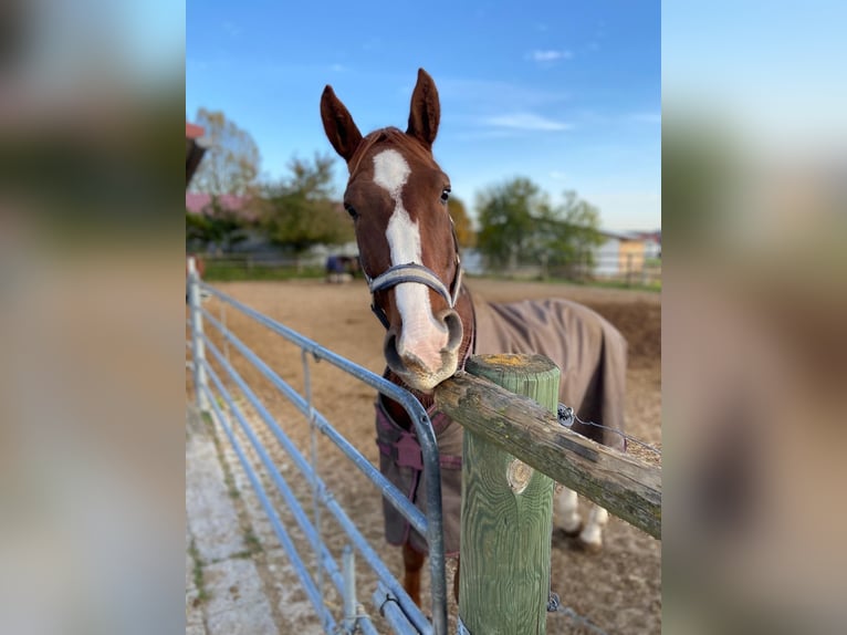 German Sport Horse Gelding 10 years 16,3 hh Chestnut-Red in Uttenweiler