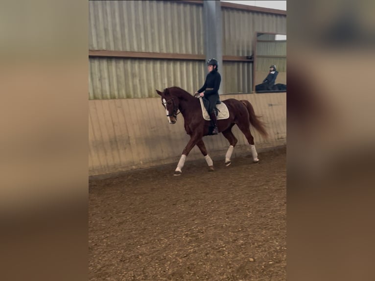 German Sport Horse Gelding 10 years 16,3 hh Chestnut-Red in Uttenweiler