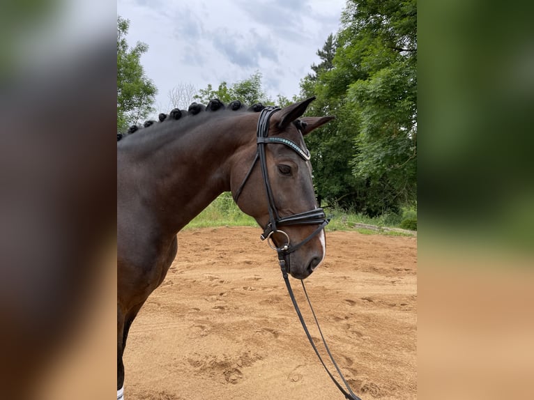 German Sport Horse Gelding 10 years 16 hh Bay-Dark in Harsdorf