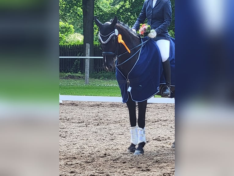 German Sport Horse Gelding 10 years 16 hh Black in Braunsbedra