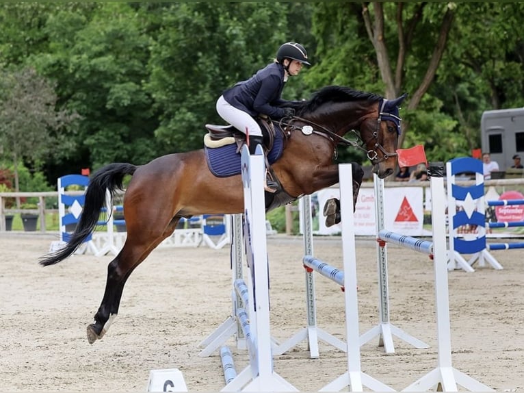 German Sport Horse Gelding 10 years 16 hh Brown in Berlin