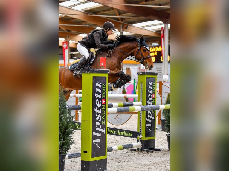 German Sport Horse Gelding 10 years 16 hh Brown in Offingen