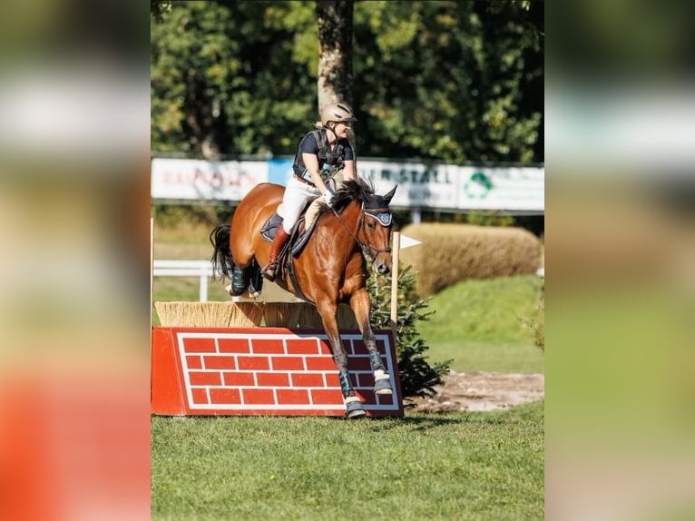 German Sport Horse Gelding 10 years 16 hh Brown in Offingen