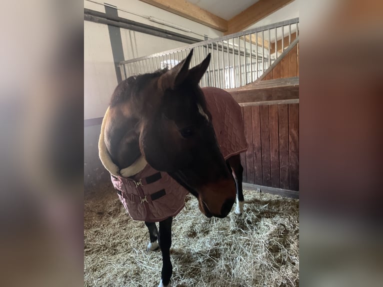 German Sport Horse Gelding 10 years 16,1 hh Bay-Dark in Arnsberg