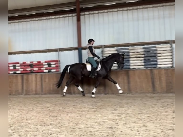 German Sport Horse Gelding 10 years 16,1 hh Black in Oud Gastel
