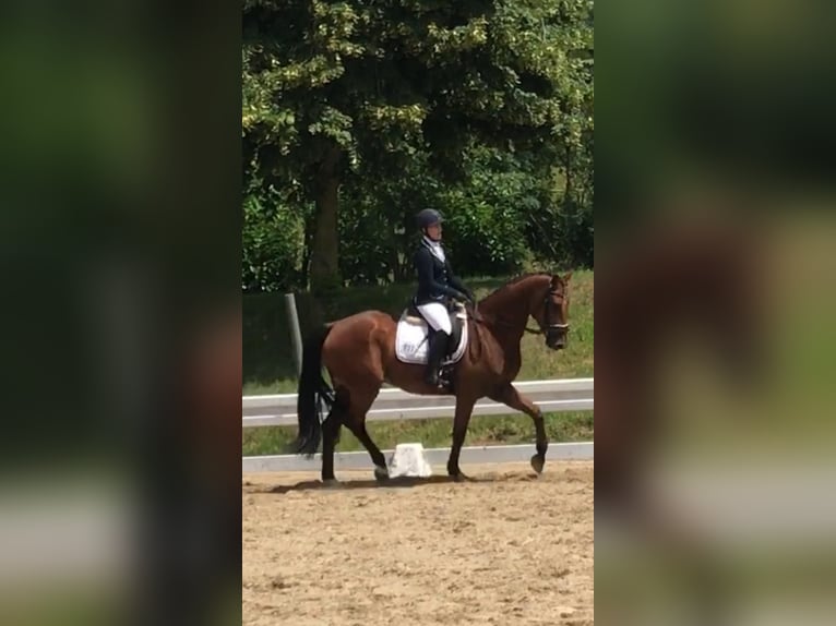 German Sport Horse Gelding 10 years 16,1 hh Brown-Light in Wittmund