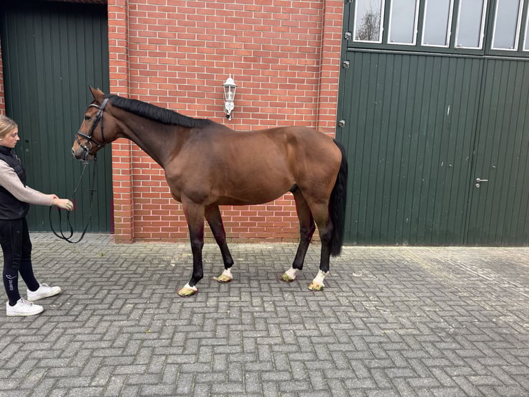 German Sport Horse Gelding 10 years 16,1 hh Brown in Isterberg