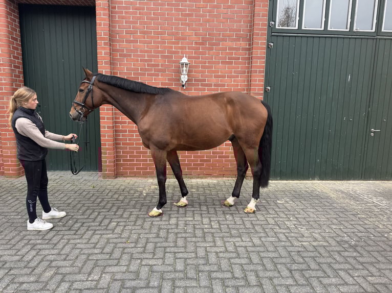 German Sport Horse Gelding 10 years 16,1 hh Brown in Isterberg