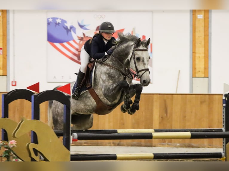 German Sport Horse Gelding 10 years 16,1 hh Grey-Dapple in Emsdetten