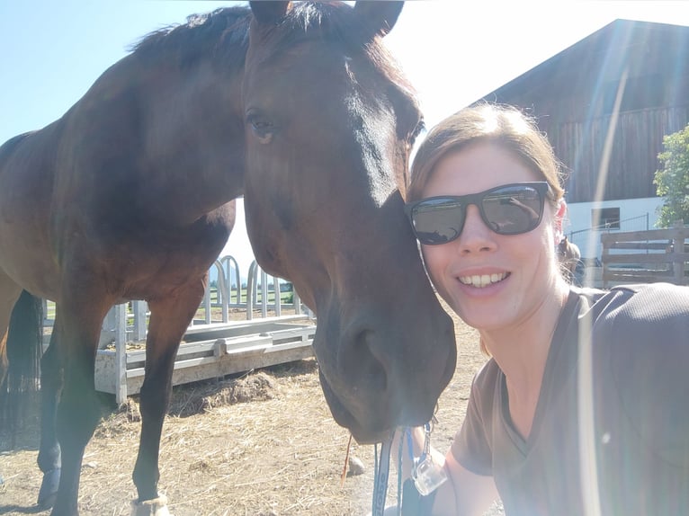 German Sport Horse Gelding 10 years 16,2 hh Bay-Dark in G&#xF6;tzens