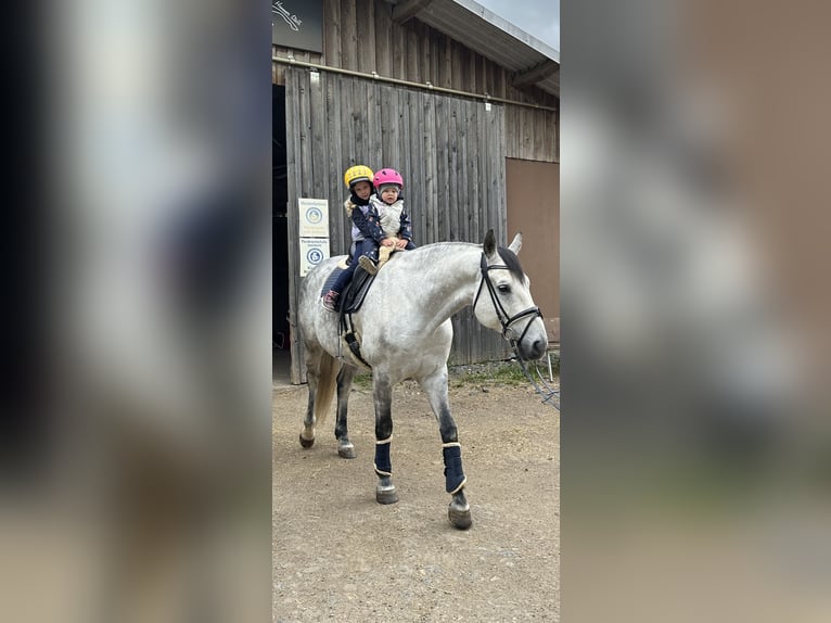 German Sport Horse Gelding 10 years 16,2 hh Grey-Dapple in Schönthal