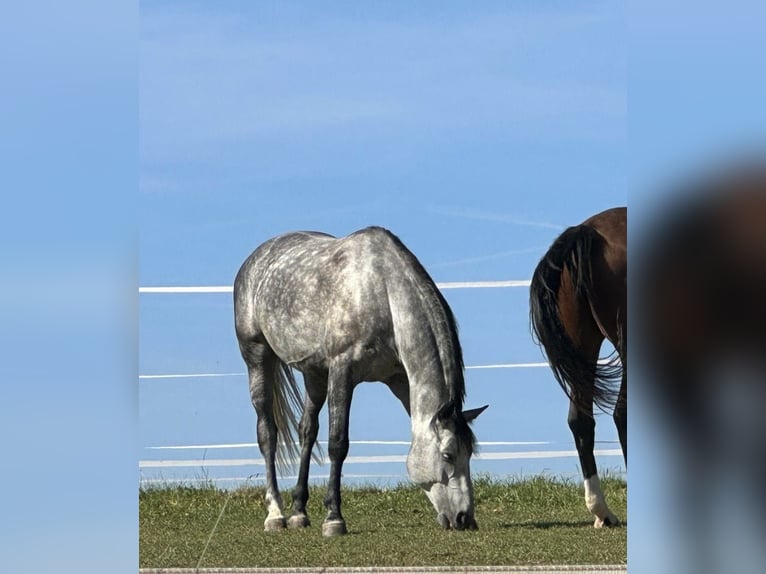 German Sport Horse Gelding 10 years 16,2 hh Grey-Dapple in Schönthal
