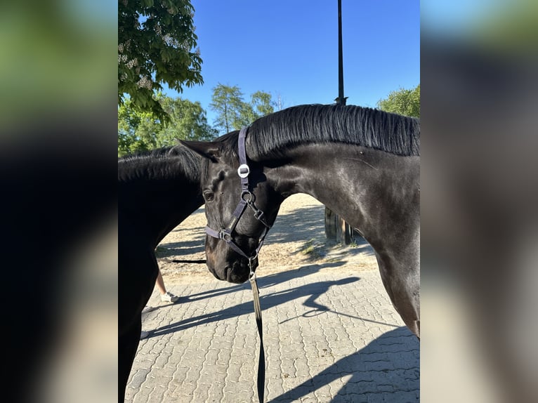 German Sport Horse Gelding 10 years 16,2 hh Smoky-Black in Langenfeld