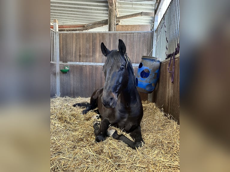 German Sport Horse Gelding 10 years 16,2 hh Smoky-Black in Langenfeld